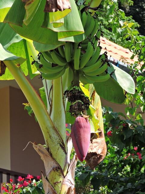 Bananen und Blüte !