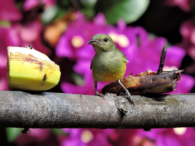 Scheint ein Kolibri zu sein !Es ist ein Grünrückennektarvogel!