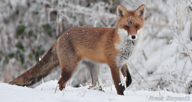 der Rotfuchs. Fotografiert, am Freitag, 22. Januar 2016