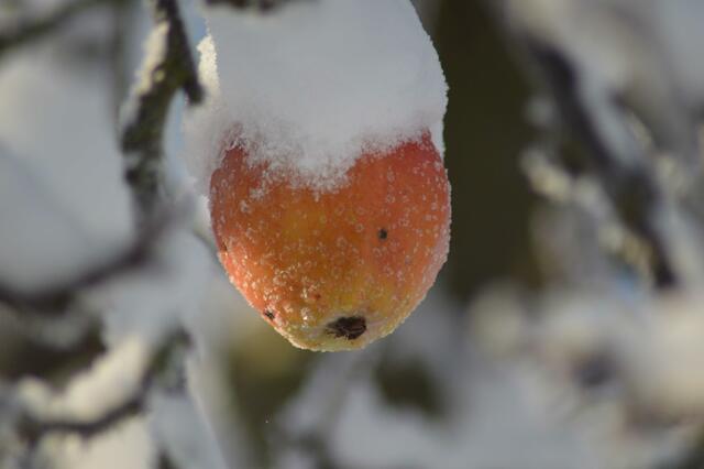 Für den Puttappelabend