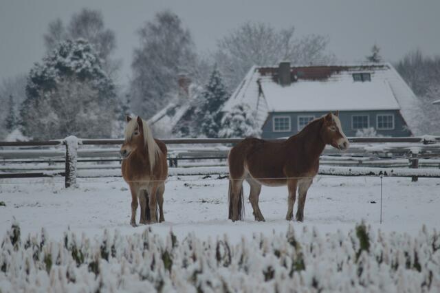 Ponys im Oberdorf