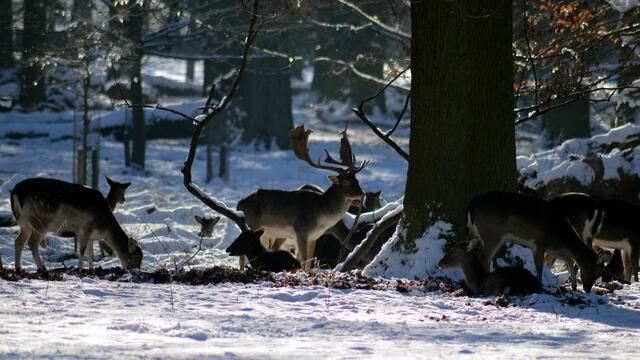 Im Tiergarten von Kirchrode