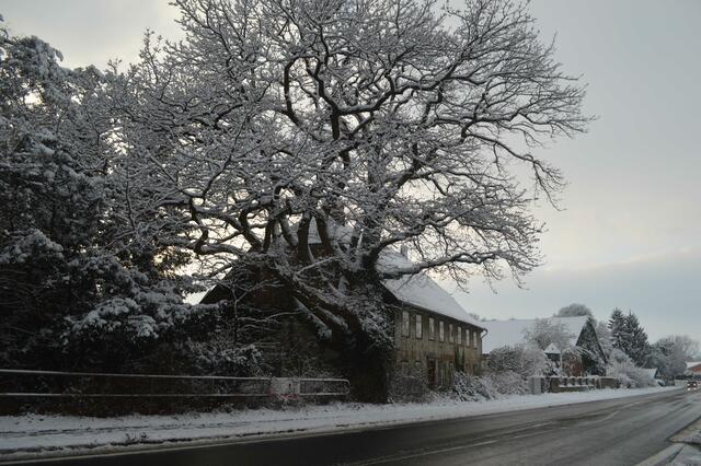 Ortseingang Koldingen B443 mit alter Eiche (Denkmalgeschützt)