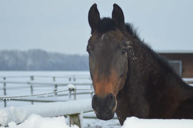 Ich bin doch kein Pony