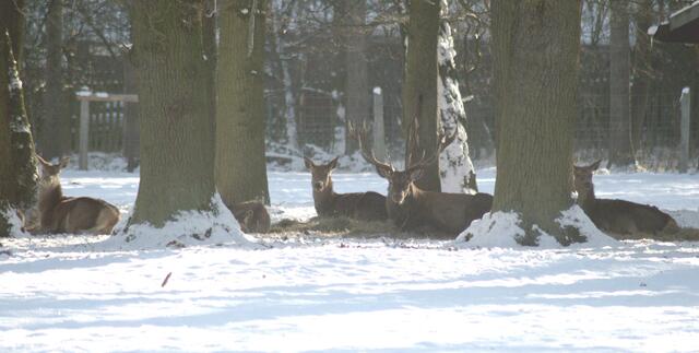 Der Rothirsch hält sich zurück
