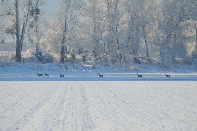 Ein Sprung Rehe wechselt das Revier