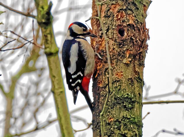 ... feste "KLOPF-KLOPF"! Schon ward aus dem dicken Wurm endgültig ein armer Tropf! Aber zu seinem Trost - er schmeckt ja auch ganz vorzüglich!"