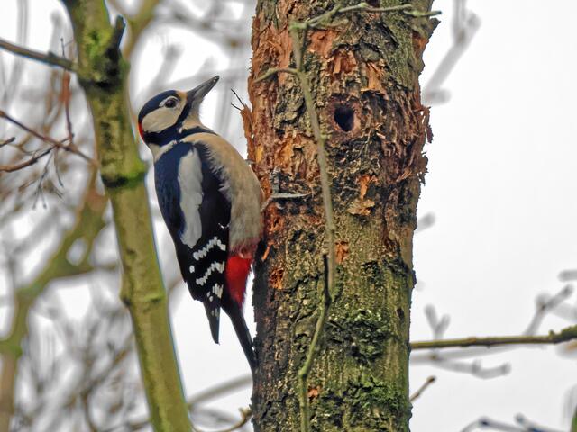 "Muss doch mal schauen, dass ich endlich wieder an echte Spechtkost rankomme!"