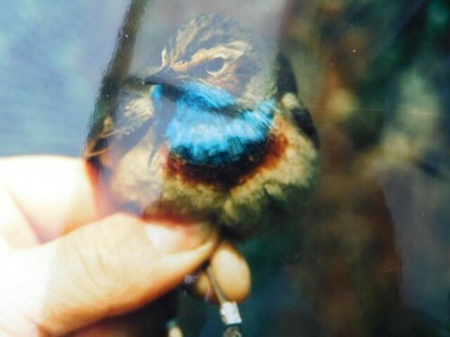 Vogelwarte Rossitten