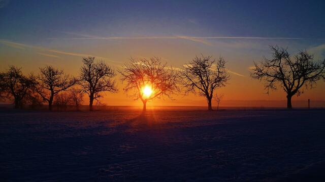 Sonnenaufgang in der Kirschplantage  - 23.1.2015 !