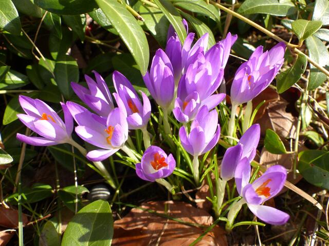 Leuchtende Krokusse im Februar