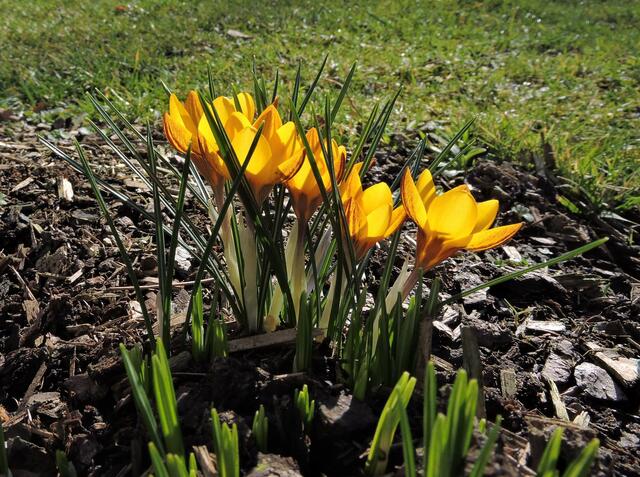 ... die ersten Frühlingsblümchen!