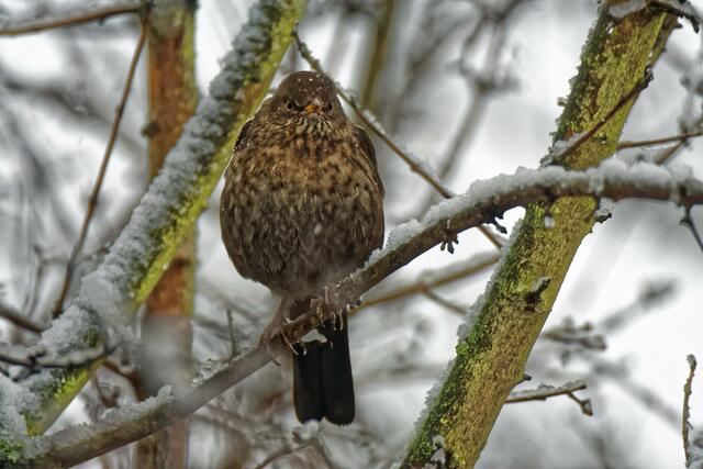 "Dann komm' halt mal raus! Musst du nicht wieder wie neulich den Schnee vom Gehweg entfernen?" °°Das fehlt mir gerade noch, dass mir ein Amselweib statt meiner Frau jetzt sagt, was ich tun soll!°°