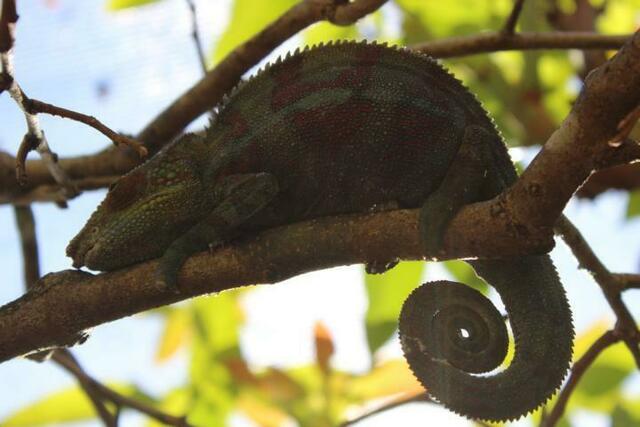 Chamäleon (2) im Reptilienpark Marozevo