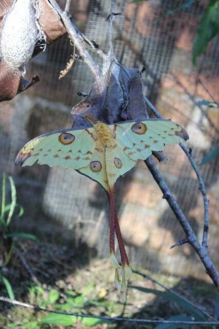 Kometenschweif