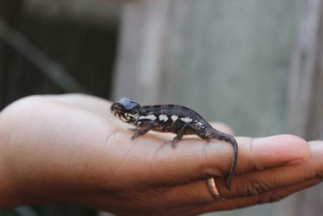 Baby-Chamäleon im Reptilienpark Marozevo