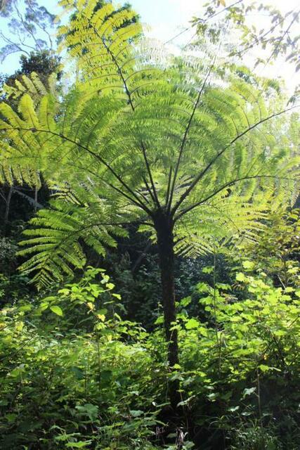 Botanik im Andasibe Nationalpark