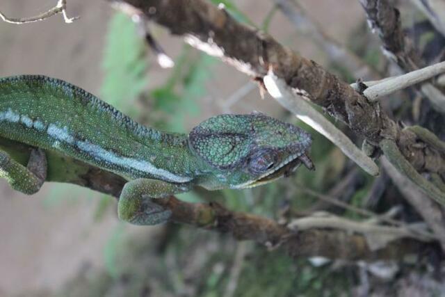 Chamäleon (6) im Reptilienpark Marozevo