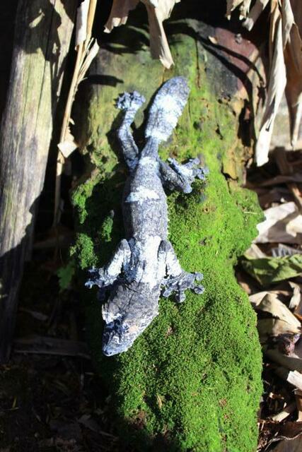 Großer Plattschwanzgecko