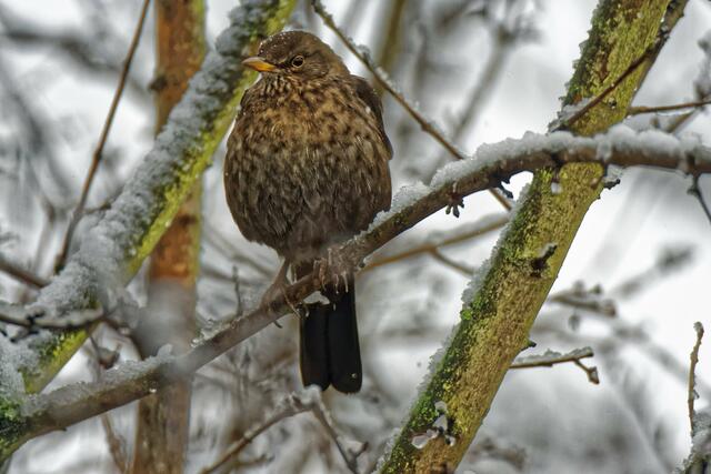 "Was hat denn dein Wetterfrosch vorhergesagt, schneit es so weiter?" "Nein, gegen Mittag gibt es eine längere Pause und es hellt sich etwas auf! Ich komme auch gleich mal zu Dir in den Garten!"