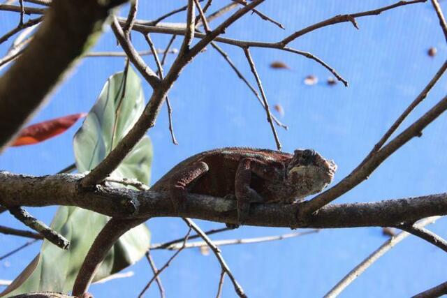 Chamäleon (3) im Reptilienpark Marozevo