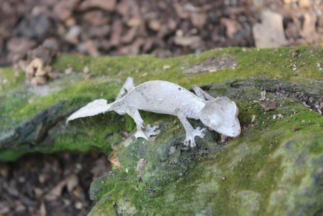 Kleiner Plattschwanzgecko