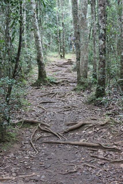 Schlangenpfad? Nein, Wurzelwerk im Andasibe Nationalpark