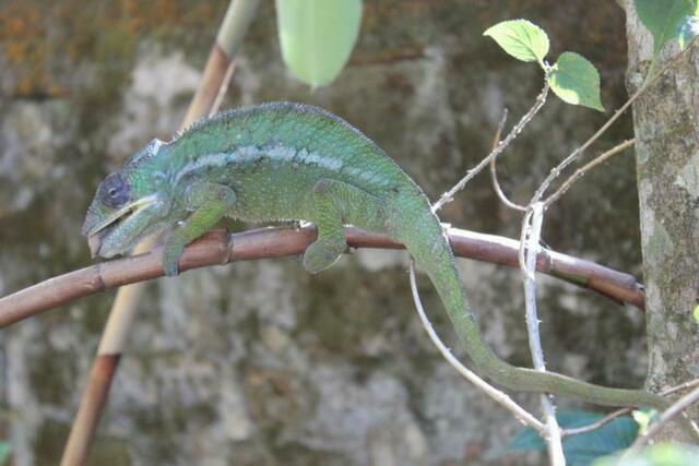 Chamäleon (10) im Reptilienpark Marozevo