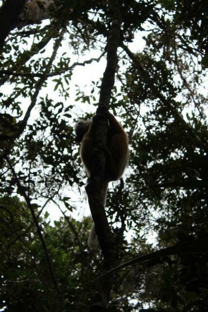 Indri-Indri im Andasibe Nationalpark