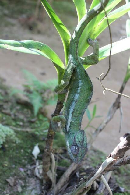 Chamäleon (7) im Reptilienpark Marozevo