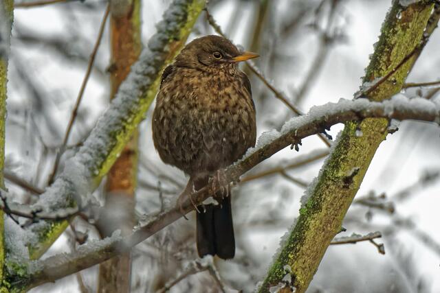 "Ja, dann bring auch mal wieder frisches Futter mit!" "Na klar, zum Valentinstag bringe ich dir extragroße Apfelstücke und dicke Erdnussteilchen mit!" "Prima, dann kann der Tag ja noch gut werden!" "Klar, das soll uns doch trotz des miesen Wetters noch gelingen!"