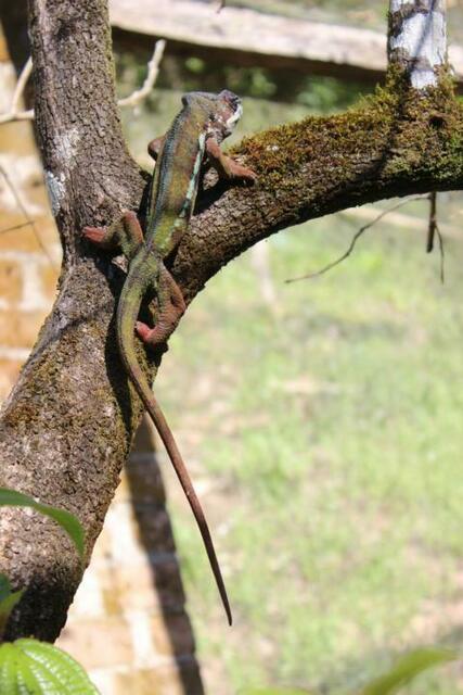 Chamäleon (4) im Reptilienpark Marozevo
