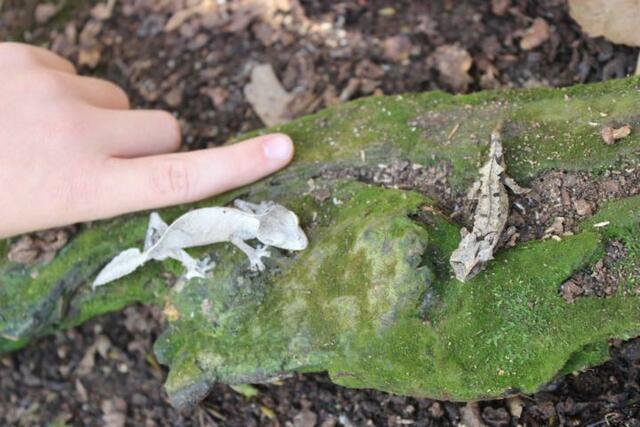 Kleiner Plattschwanzgecko im Größenvergleich