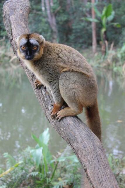 Brauner Lemur