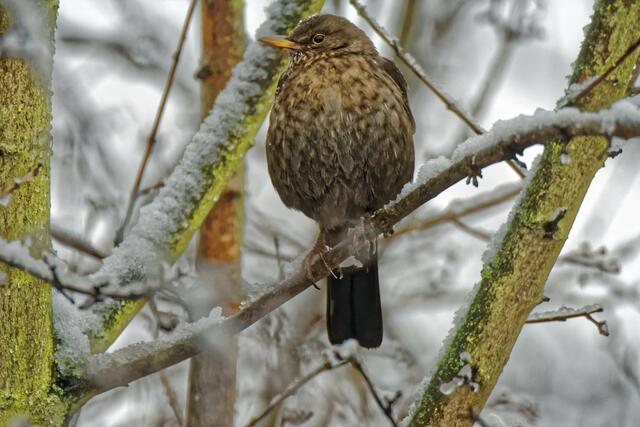 "Weder links noch rechts sehe ich hier etwas Gutes. Außerdem friere ich!" "Stimmt ja, draußen hat es gerade 1°C und bei mir im Zimmer sind es ja 20° mehr!"