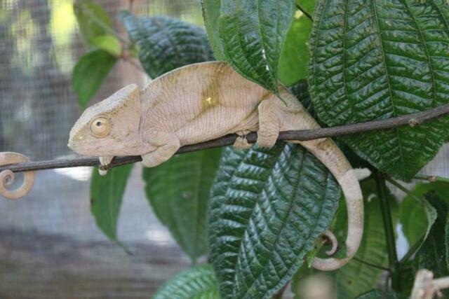 Chamäleon (1) im Reptilienpark Marozevo