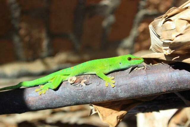 Gecko im Reptilienpark Marozevo