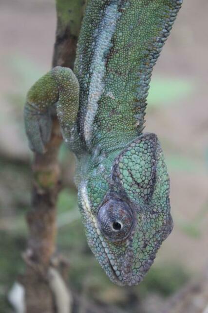 Chamäleon (8) im Reptilienpark Marozevo