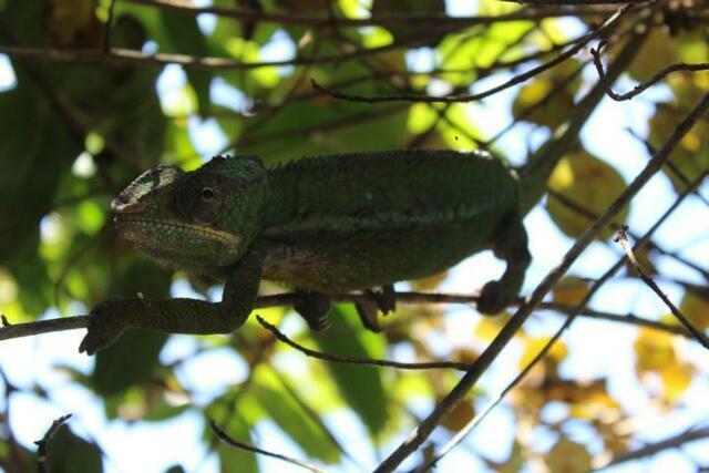 Chamäleon (5) im Reptilienpark Marozevo