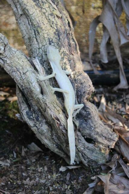 Mittelgroßer Plattschwanzgecko