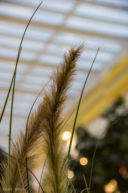 Gras