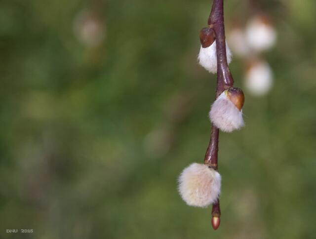 Bald ist der Frühling wieder da ...