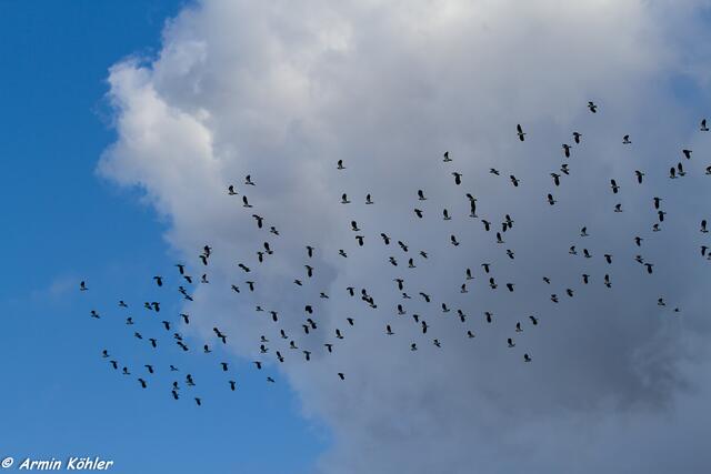 Das ist nur ein kleiner Teil des Schwarms