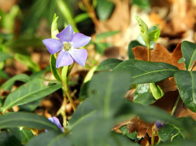 Das "kleine Immergrün"hat auch schon Blüten.