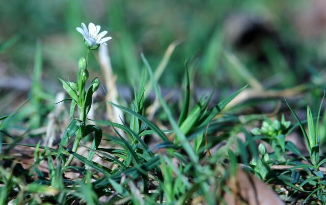 Sternmiere mit vielen Knospen...