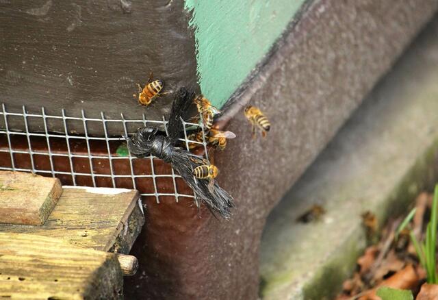 .....sind die Bienen unterwegs....