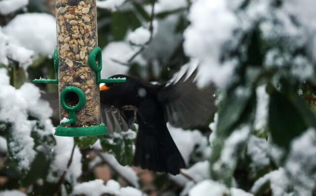 Nach vielen Jahren gab es nun im Winter 2016 wieder einen Amselhahn, der sein Glück erfolgreich am Futtersilo versuche. Es sind schon besondere Tiere, denn sie könnten an anderen Futterstationen auch viel leichter an die ersehnten Körnchen gelangen!