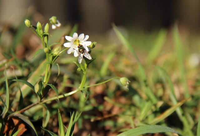Die Blüten locken Insekten an!