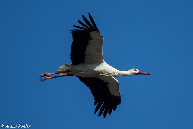 Adebar im Flug