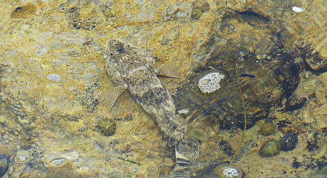 Fisch in der Adria